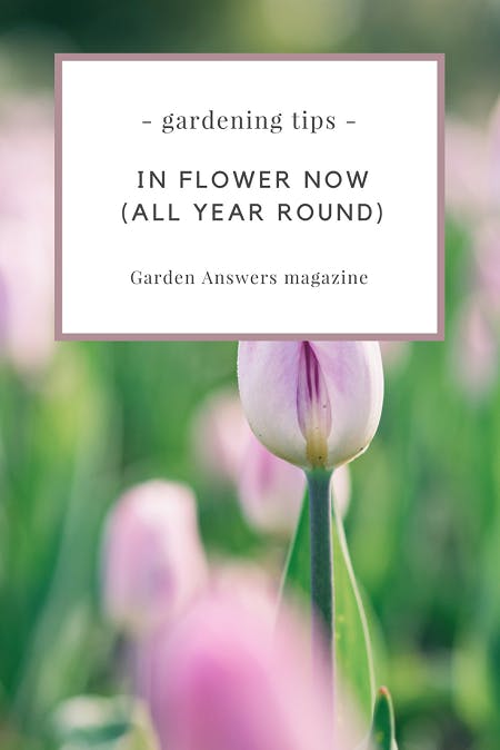 In flower now, all year round | magazine.co.uk